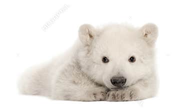 Polar bear cub, Ursus maritimus, 3 months old