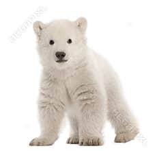 Polar bear cub, Ursus maritimus, 3 months old