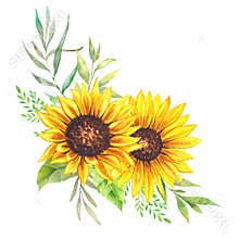 Watercolor sunflowers bouquet, hand painted sunflower bouquets, sunfower flower arrangement. Wedding invitation clipart elements.