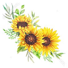 Watercolor sunflowers bouquet, hand painted sunflower bouquets, sunfower flower arrangement. Wedding invitation clipart elements.