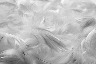 Feathers bw background