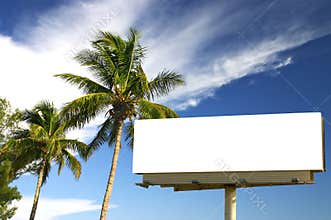 Two Palm trees and billboard