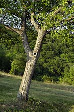 Simple Tree Image