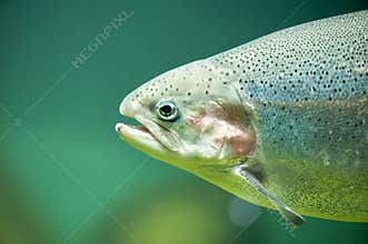 Rainbow trout or Salmon trout (Oncorhynchus mykiss