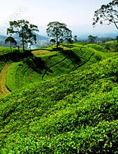 Bandung tea plantation