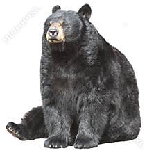 North American Black Bear Sit, Sleeping Isolated