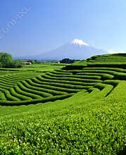 Mount Fuji XCII