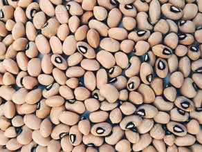 Blackeyed pea cowpea seeds white lobia a legume  pulse an edible bean a plant chawli black-eyed bean Vigna unguiculata image