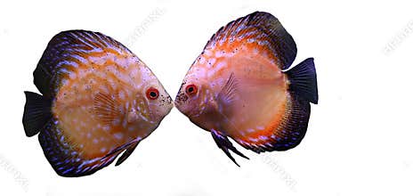 Fish kiss