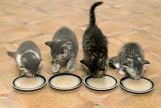 Kittens