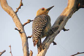 Hoffman`s Woodpecker, Melanerpes hoffmannii, perched on a branch