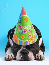 Dog birthday