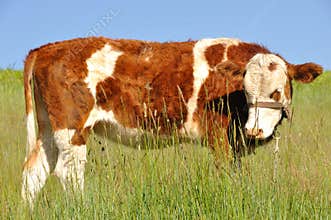Young cow