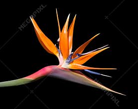 Bird of Paradise Flower