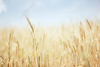 Wheat field