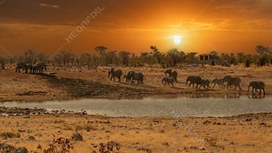 a herd of African elephants