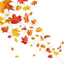 Autumn falling leaves