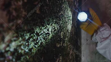 exterminator hand with a flashlight search for infection toxic mold on the wall of the house