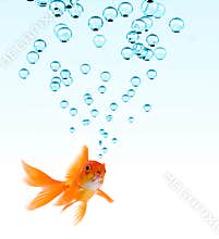 Goldfish and Bubbles