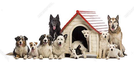 Large group of dogs in and surrounding a kennel