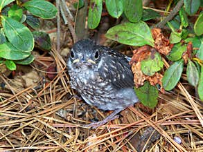 Baby bluebird