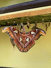 butterfly cocoons and a newly hatched butterfly ahead