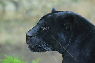 Black jaguar