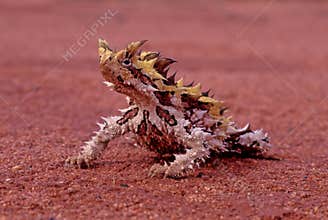 Thorny devil