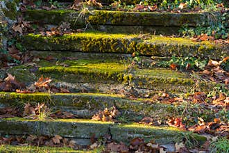 Old Stairs Covered by Moss in Winter