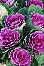 Cabbage flowers