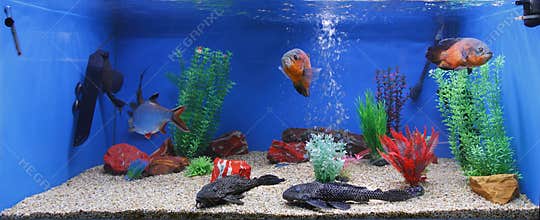 Aquarium fish tank