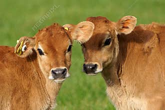 Cute calves