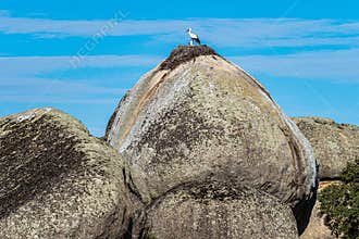 Storks colony in a protected area at Los Barruecos Natural Monument, Malpartida de Caceres, Extremadura, Spain