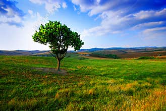 Lone tree and fields