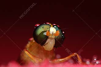 Macro photography of a green-eyed flying insect