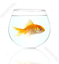 Gold small fish
