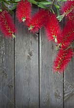 Bottle Brush Flowers Wood Background