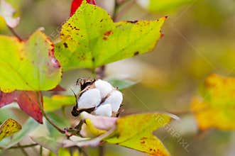 Cotton in farm