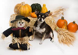 Autumn Harvest Chihuahua