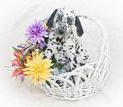 Cute Dalmatian Puppy