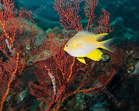 Golden damselfish