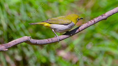 Chestnut-flanked White-eye