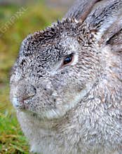 Gray Bunny Rabbit Close up