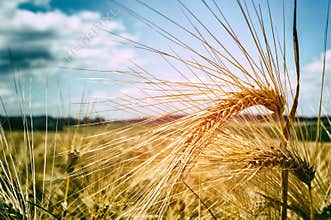 Golden wheat field at sunny day