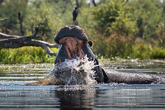 Hippopotamus with its mouth wide open