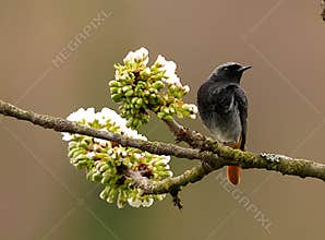 A close-up shot of adorable male black redstart (Phoenicurus ochruros) resting on a blossoming cherry tree
