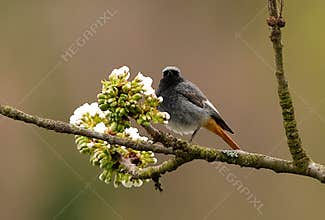 A beautiful male black redstart (Phoenicurus ochruros) perching on a blossoming cherry tree on cloudy day