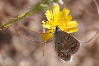 Colorful butterfly resting on a vibrant yellow flower in a sunny garden setting during springtime