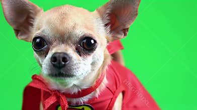 Superhero Chihuahua
