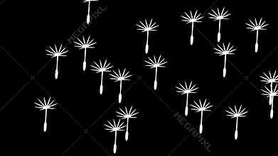 Dandelion parachutes, dandelion, blowball, plant and flower, graphic animation. White. Alpha channel
